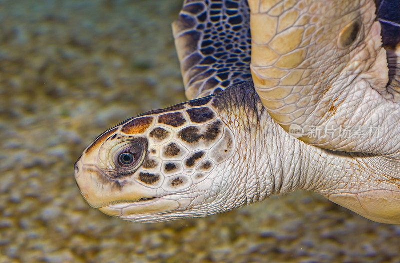 绿海龟(Chelonia mydas)或绿海龟是龟科的一种大型海龟。它是龟属中唯一的一种。它的活动范围遍及世界各地的热带和亚热带海域。